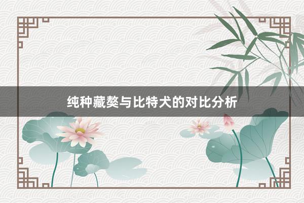 纯种藏獒与比特犬的对比分析